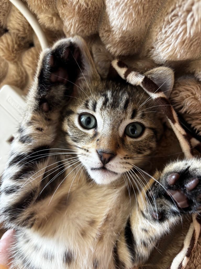 Kitten (male)