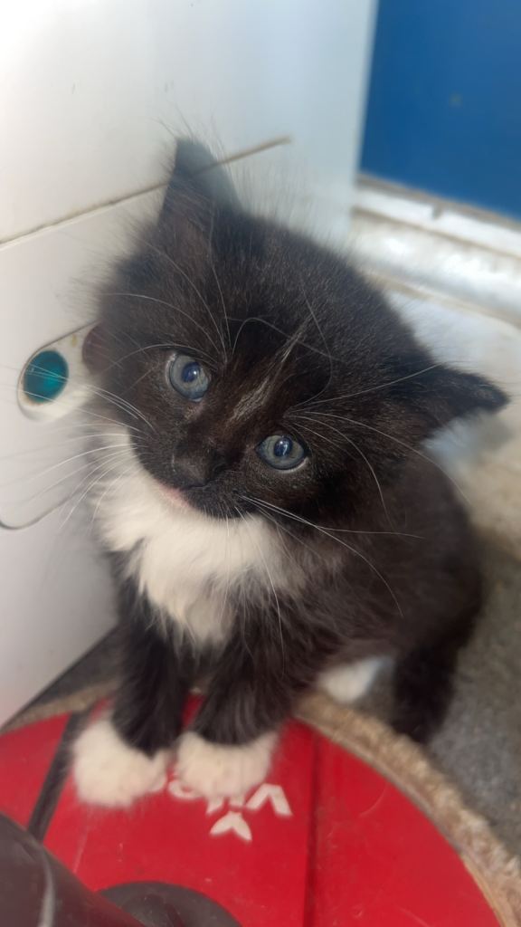 5 kittens, 4 girls 1 boy ready to go 