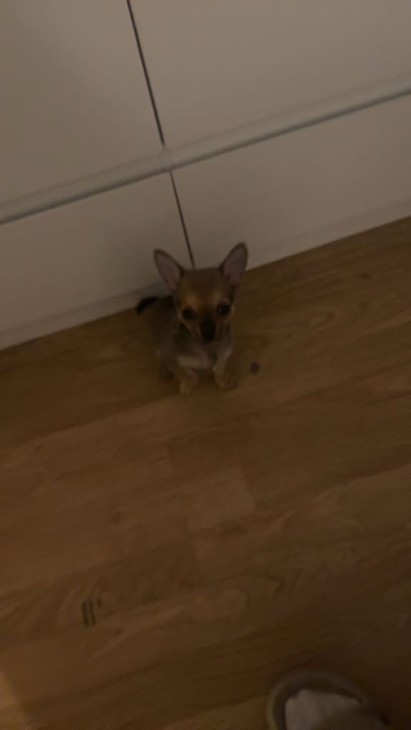 13 week old Male Chihuahua 