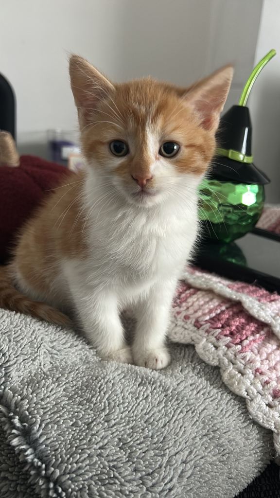 Last kitty 