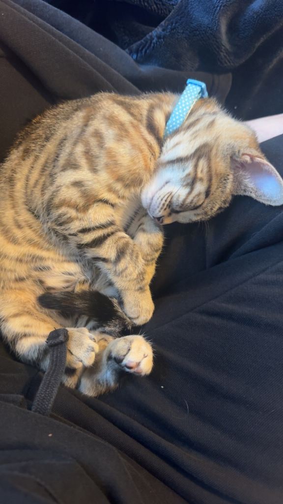 Playful kitten needing rehoming Asap open to offers 
