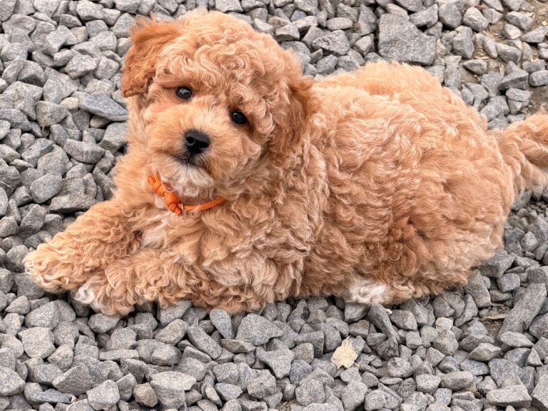 Beautiful Poochon girl puppies - ready now