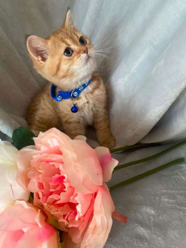 British shorthair kittens