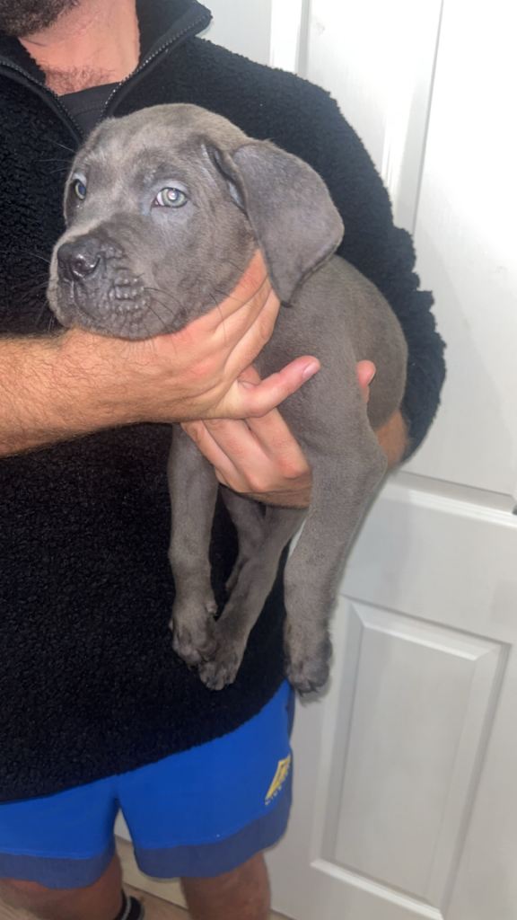 Cane corso pure breed