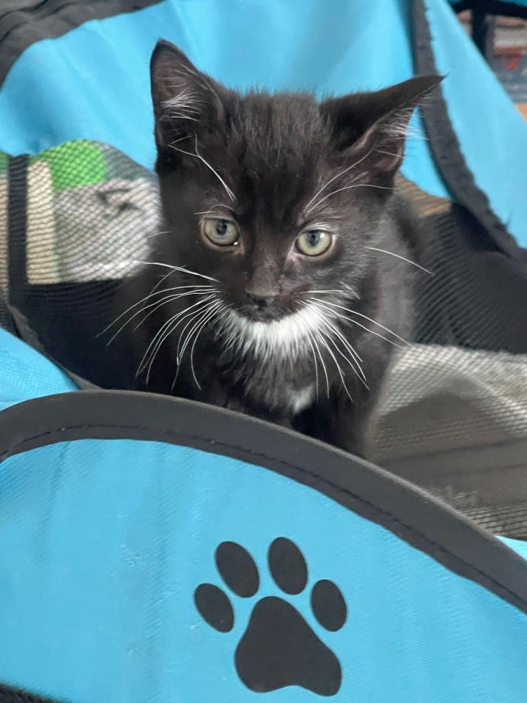 1 Bombay mixed breed kitten