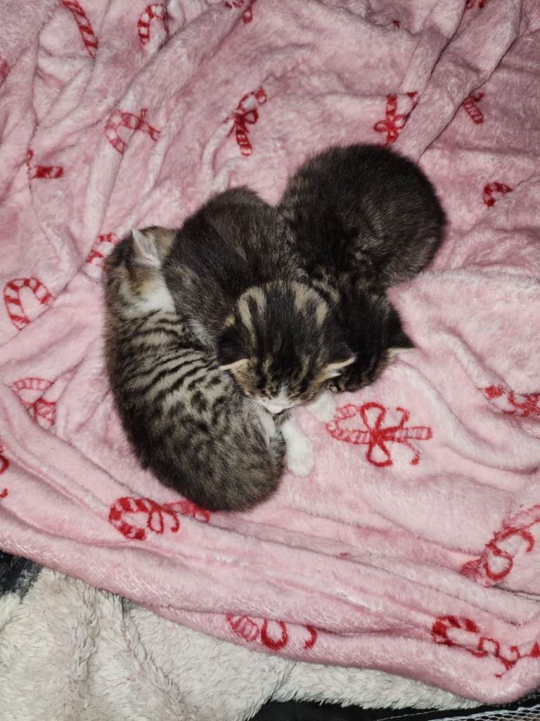 Female bangal cross tabby kittens 