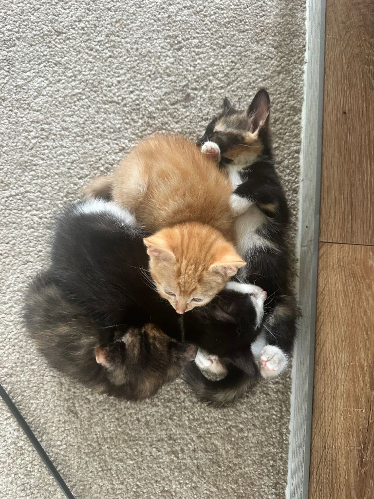 Cute Kittens Ready for New Homes
