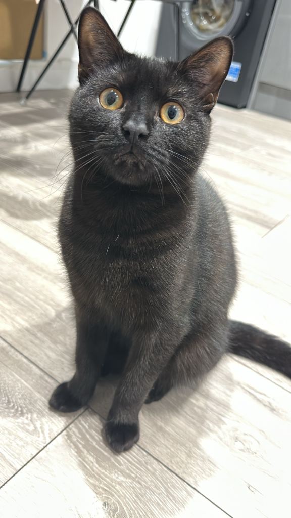 🖤🐾 Adorable black kitten looking for a loving home 🐾🖤