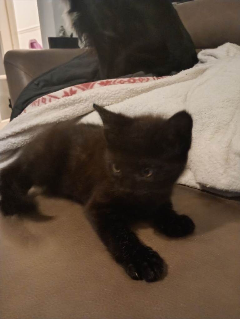 Black Male Kitten (Bengal X) SOLD PENDING COLLECTION 