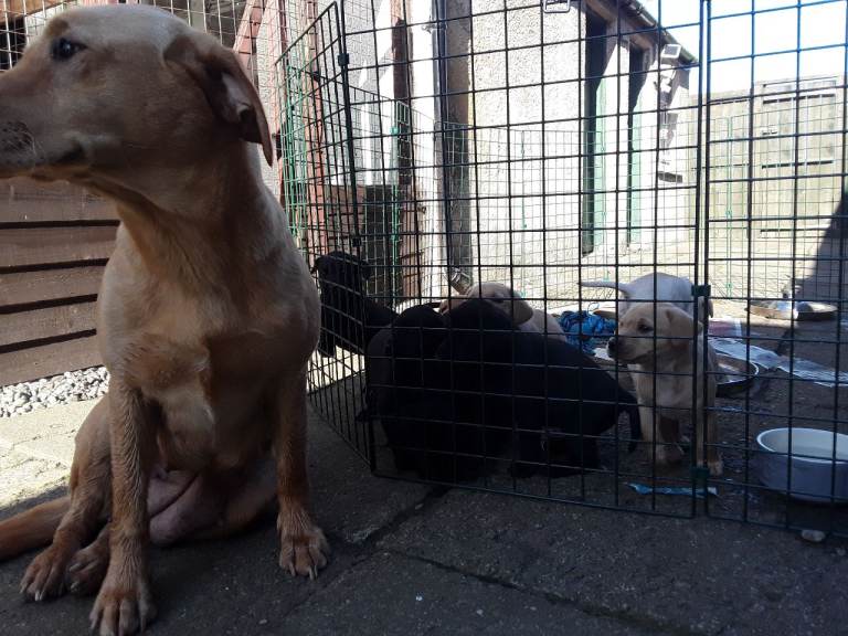 Labrador pups for sale 
