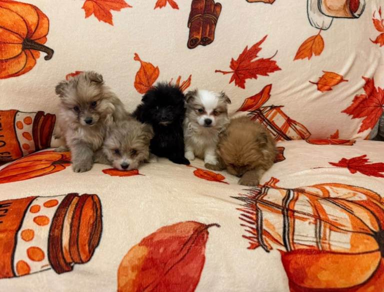 Pomeranian puppies 