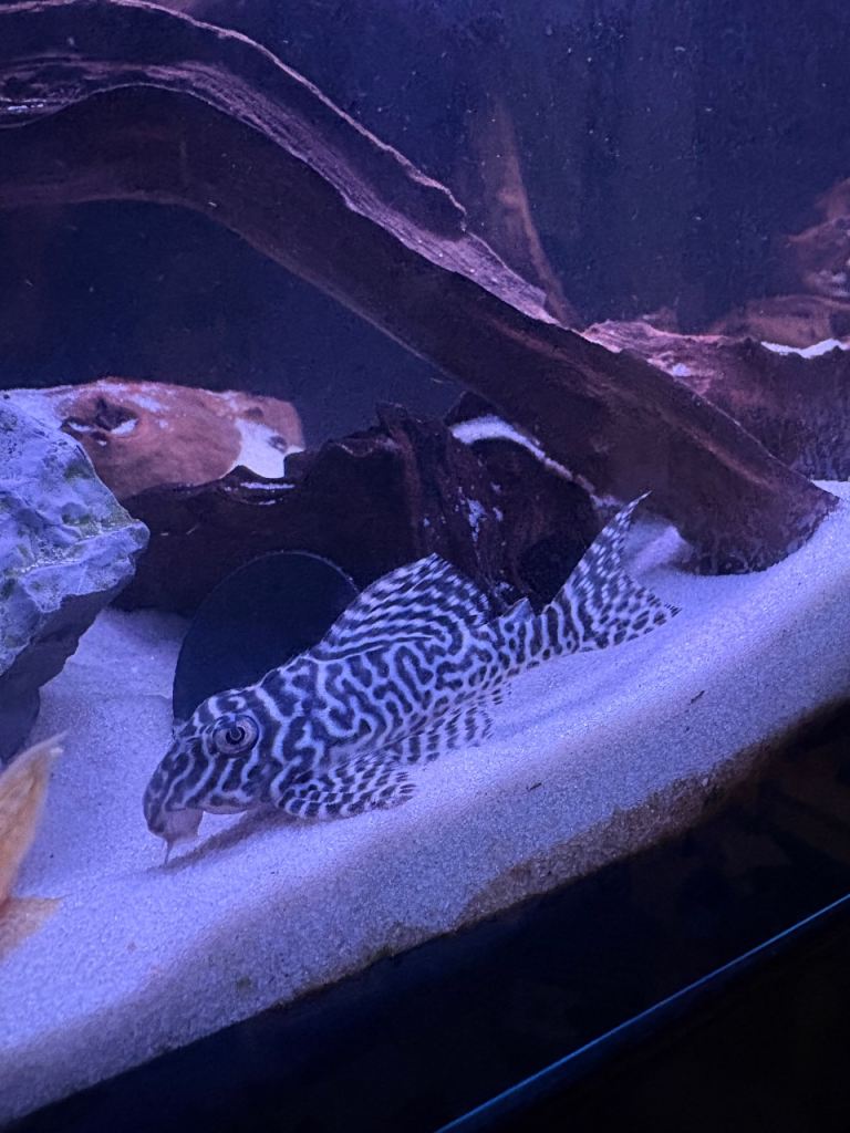 Severum Pleco Catfish 