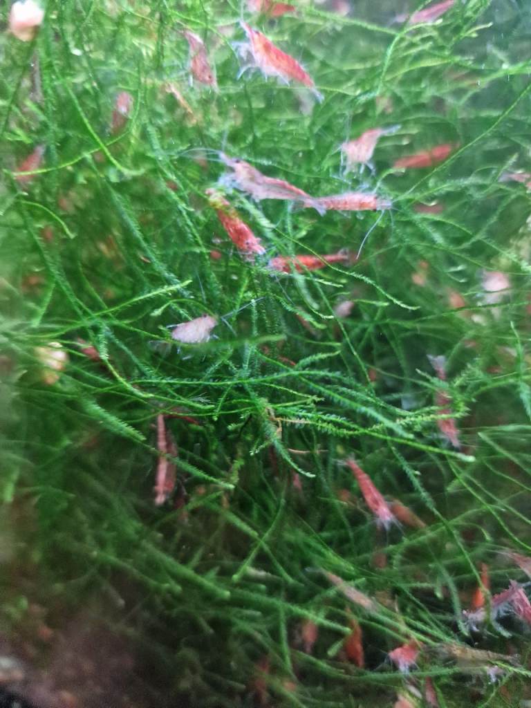 10x Cherry shrimp, tropical fishtank