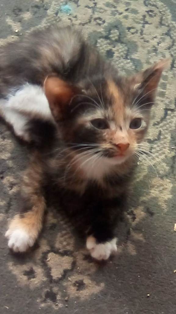 8 week old kittens