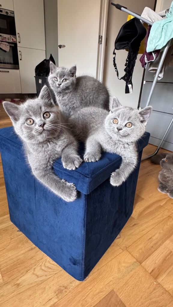 Beautiful British Shorthair Kittens – 3 Girls & 1 Boy Available