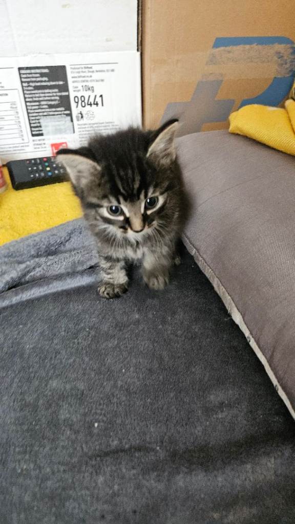 Kittens 