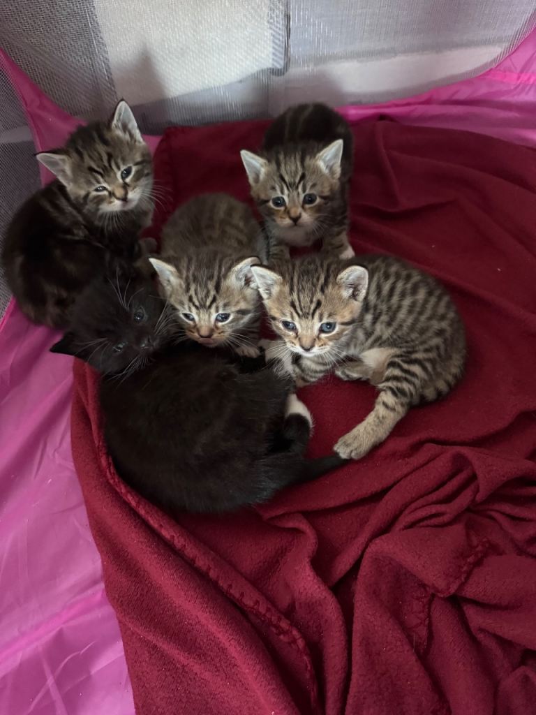 British short hair x Tabby kittens