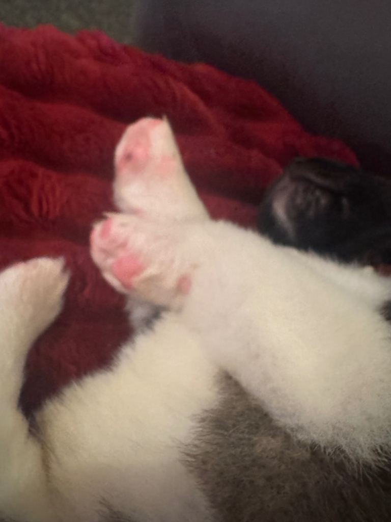 American Akita puppies 