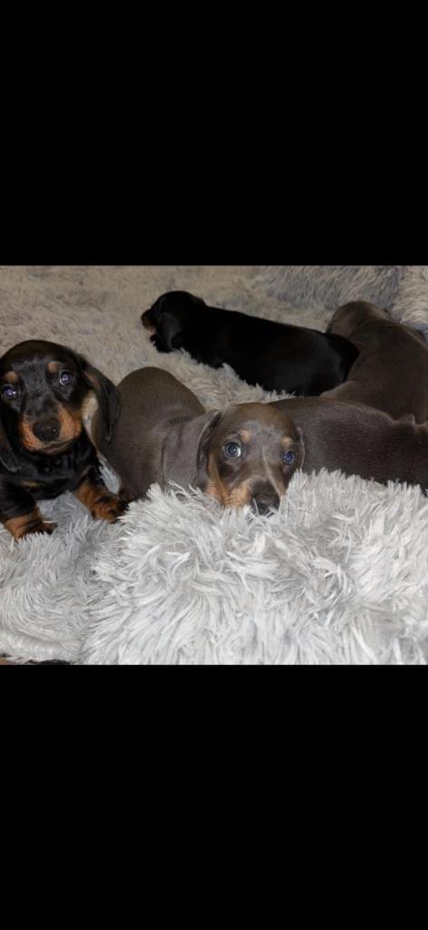 Miniature dachshund puppies