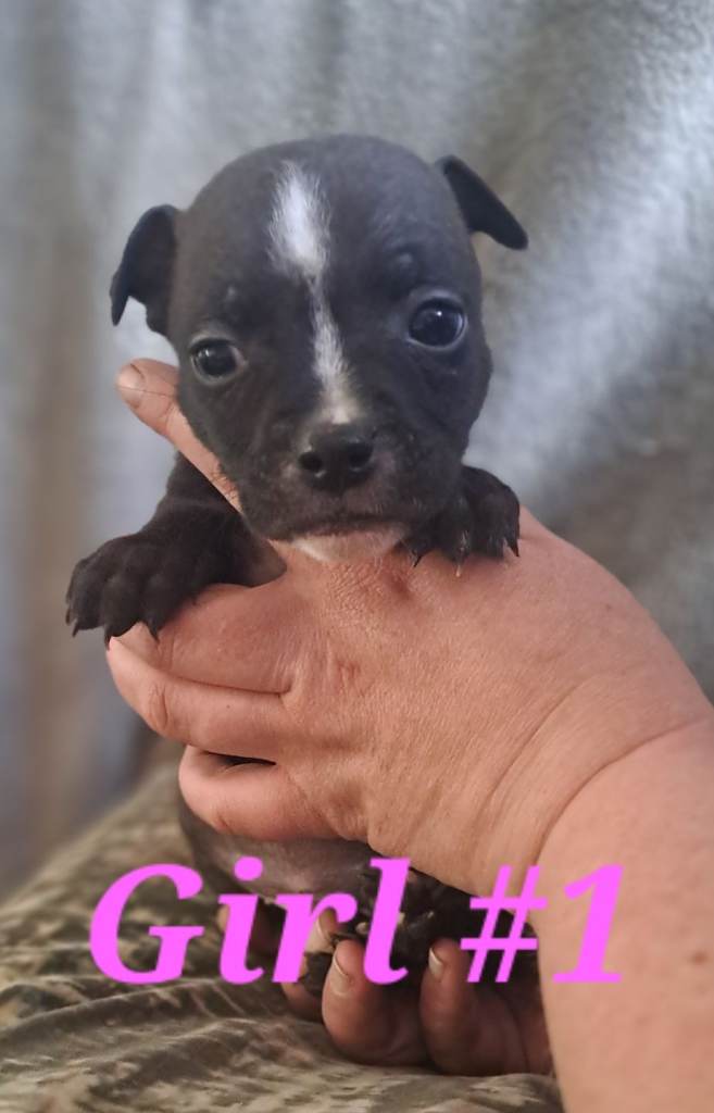 7 beautiful chunky staffordshire bull terrier puppies