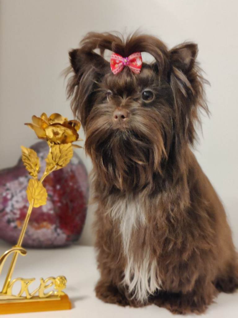Unique RARE Chocolate praline Yorkshire terrier 
