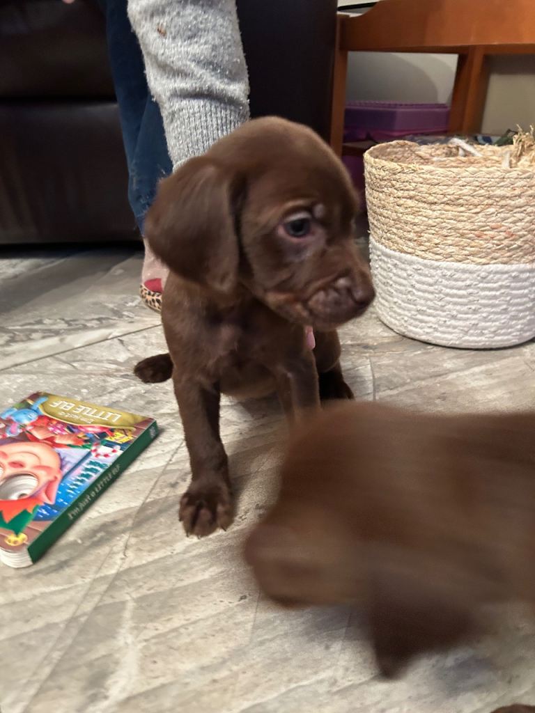 Choc Labrador X Weimaraner