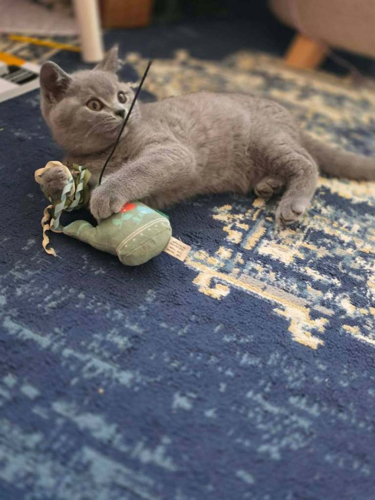 Beautiful British Shorthair kittens 