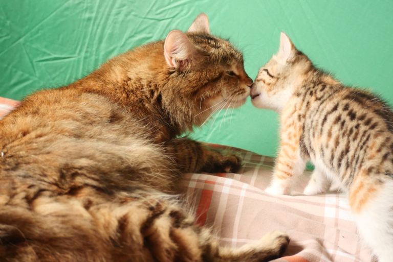 Domestic shorthair kittens 