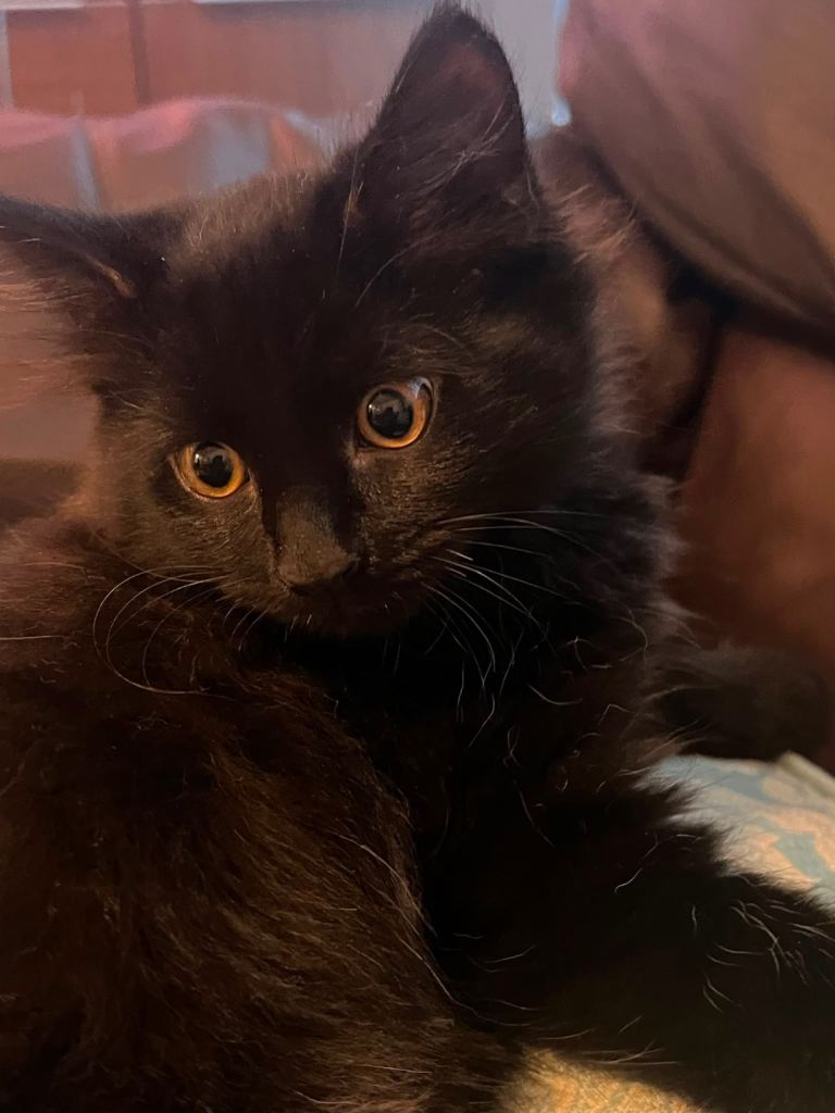2 left- Mainecoon mix kittens now ready. 