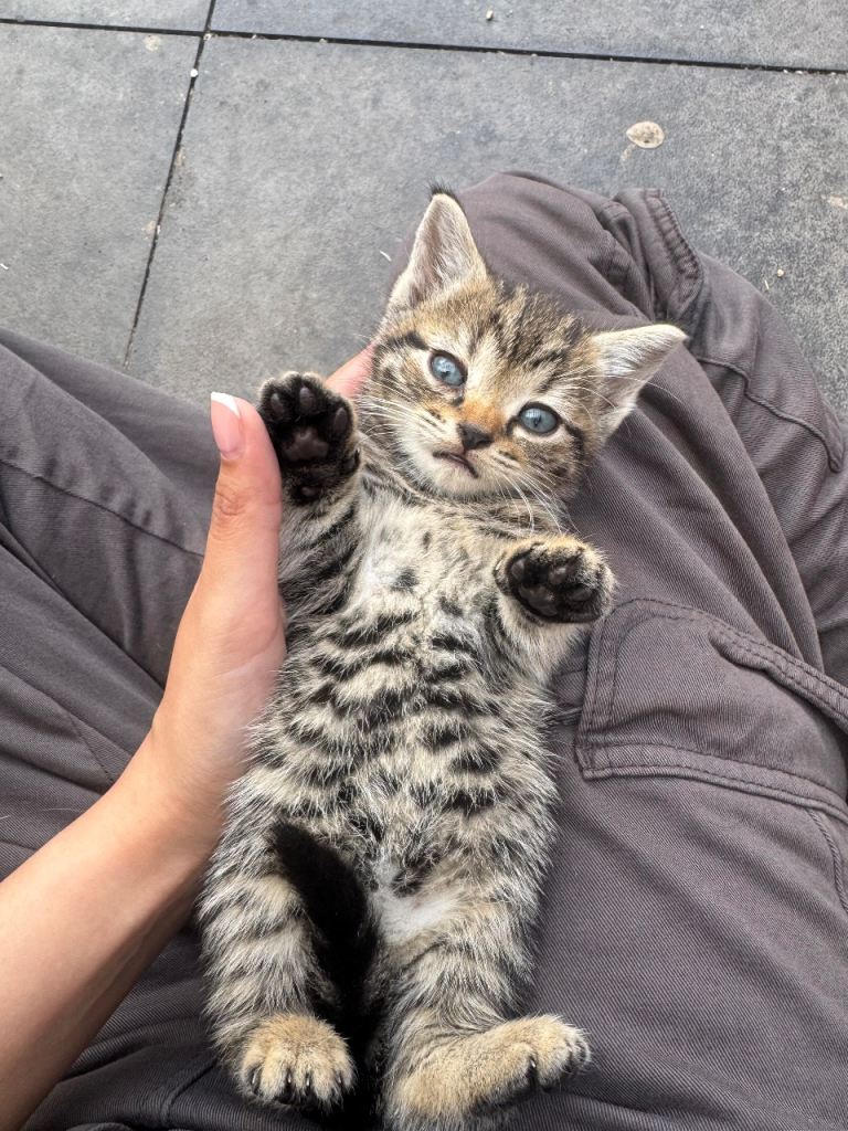 Beautiful Kittens – 3 Boys & 2 Girls Ready Soon