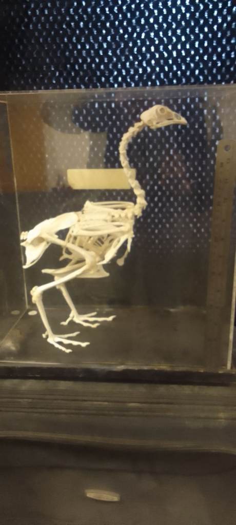 Real Chicken Skeleton Skeleton in Clear Display Case