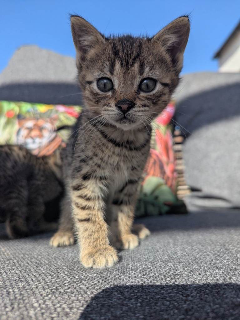 Bengal X leopard spotty kittens Female Ready now 