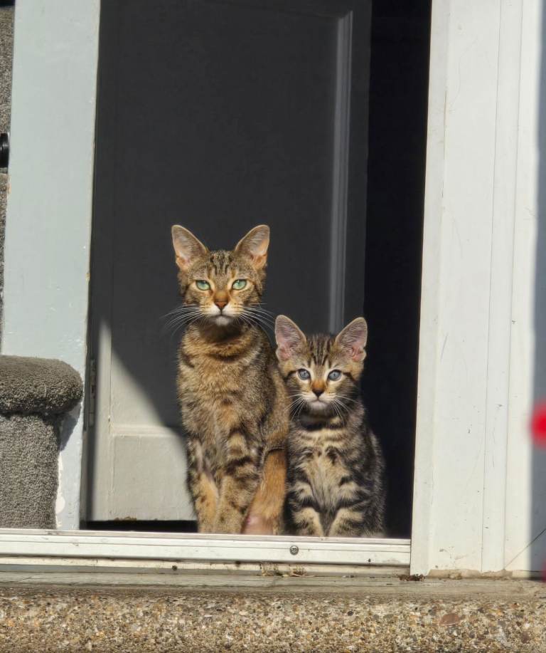 Male tabby kitten