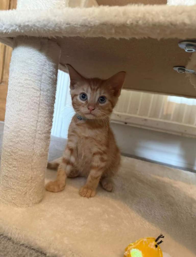 GINGER FEMALE KITTEN FOR SALE
