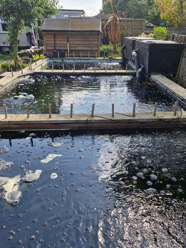 Various koi for sale 
