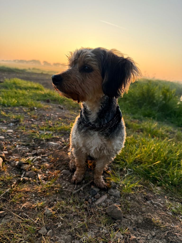 Banjo - entire male 3yr old Yorkie poo 