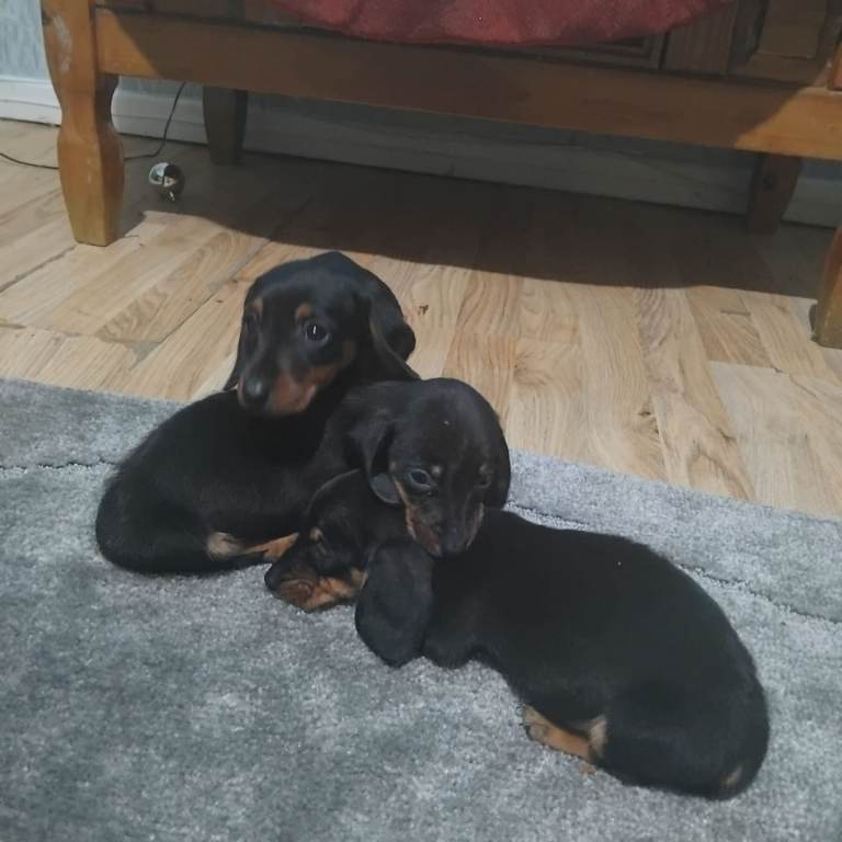 Dachshund puppies 