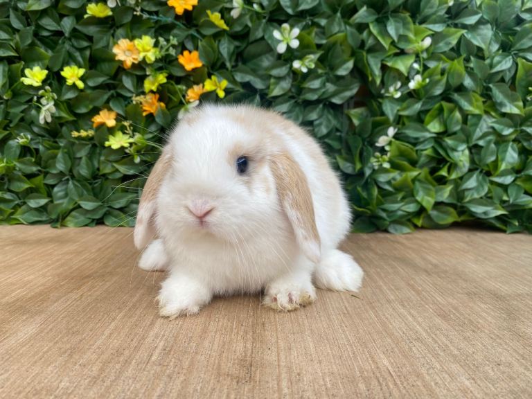 Mini lop buck 💙