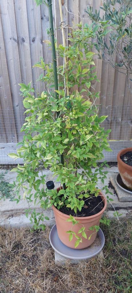 White jasmine in plastic Pot - outdoor, garden