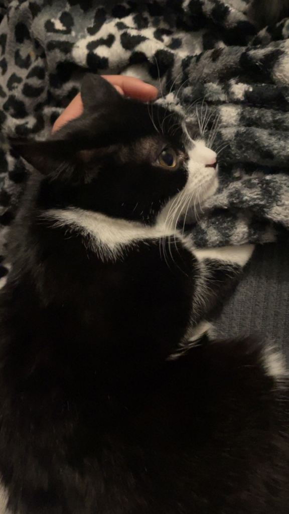 beautiful Female cat 