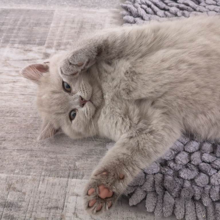 GCCF Pedigree Lilac British Shorthair Kitten⁠s