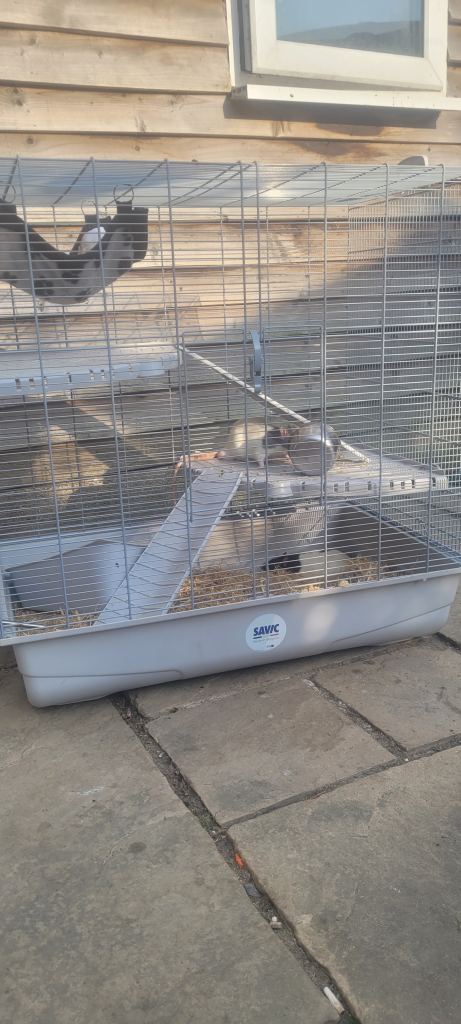 Rat cage 