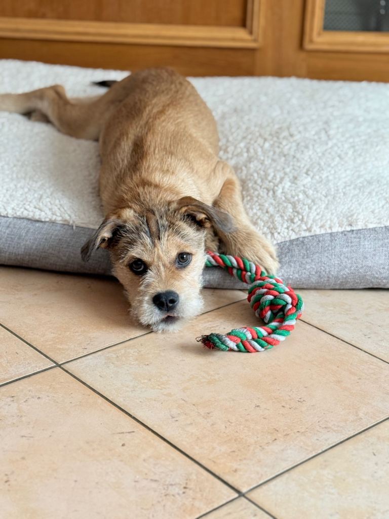 Shi-Boodle Puppy – Fully Vaccinated