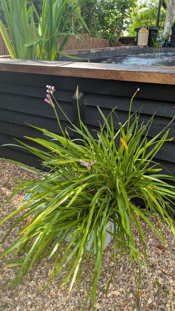 Tulbaghia violacea (Society Garlic) – Marginal Pond Plant £5 per bunch 