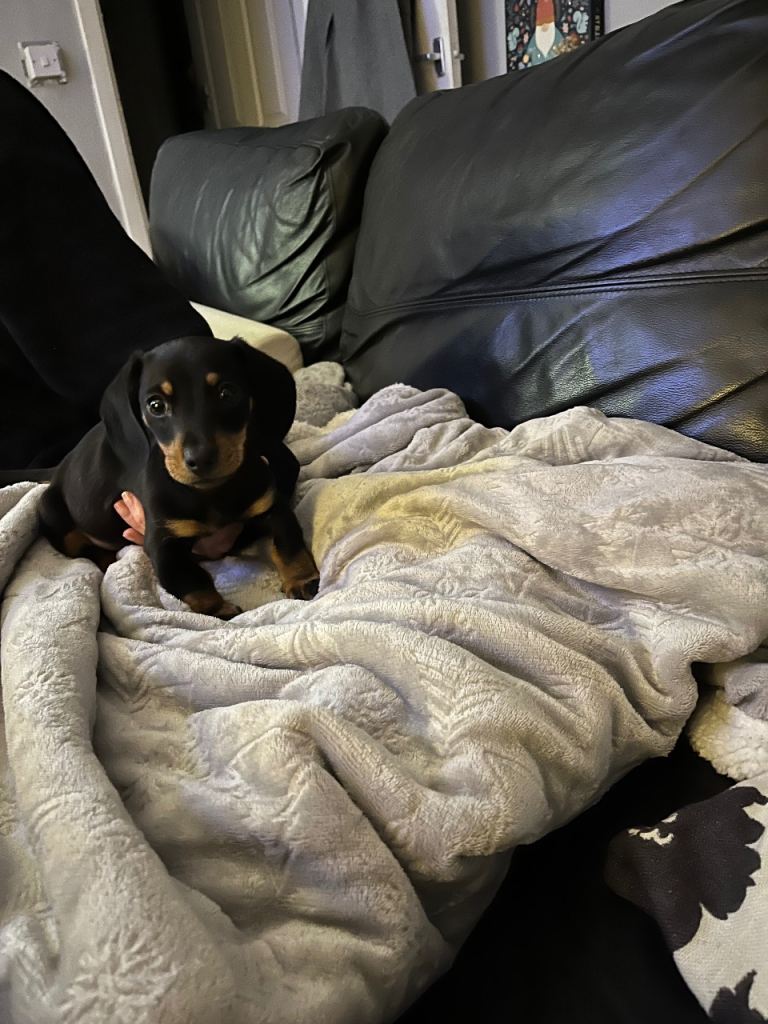 Dachshund puppy 