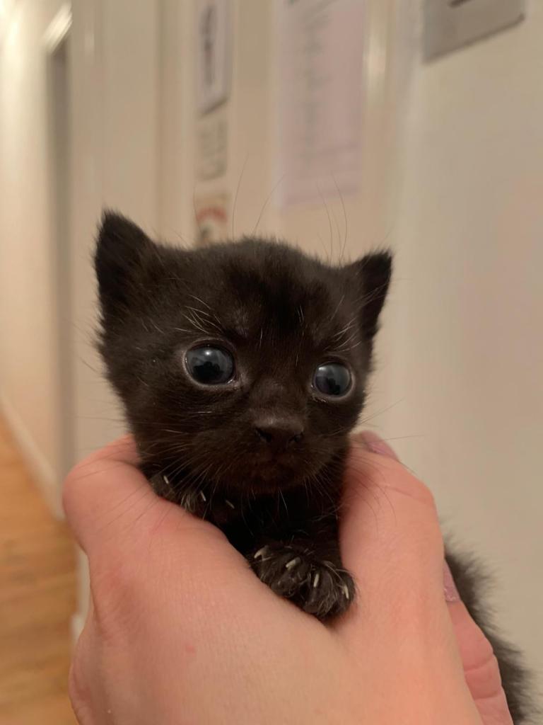 🐾 Beautiful Bombay Kitten for Sale – Mini Black Panther 🐾