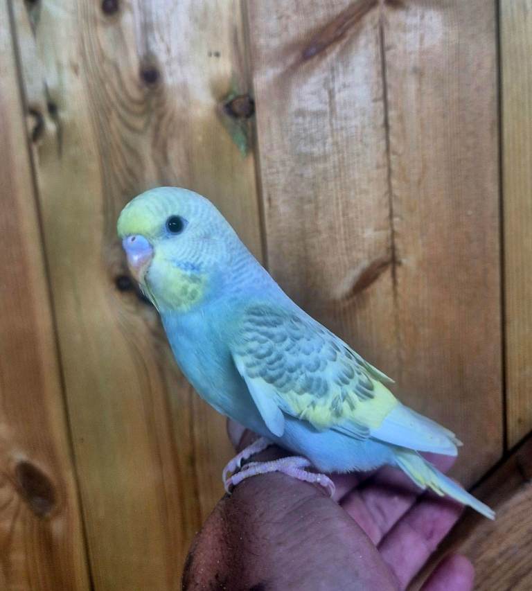 Budgies for new perch