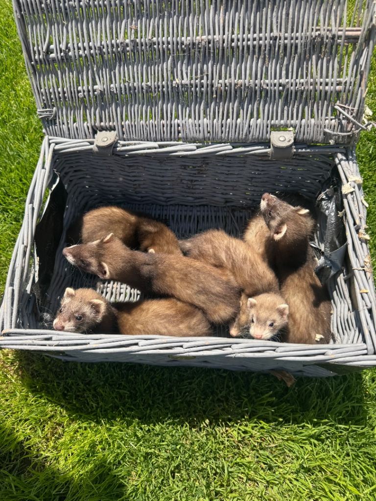 Baby ferrets