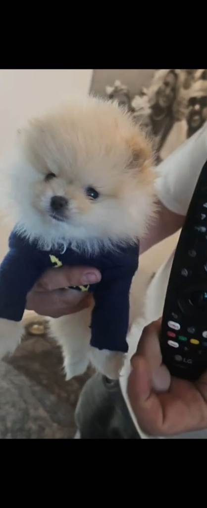Beautiful Cream Pomeranian Puppy 