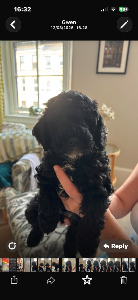 Cockapoo puppies 1 boy left !!! Reduced £1100